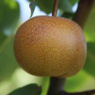 Саженец Груша Азийская Секуи